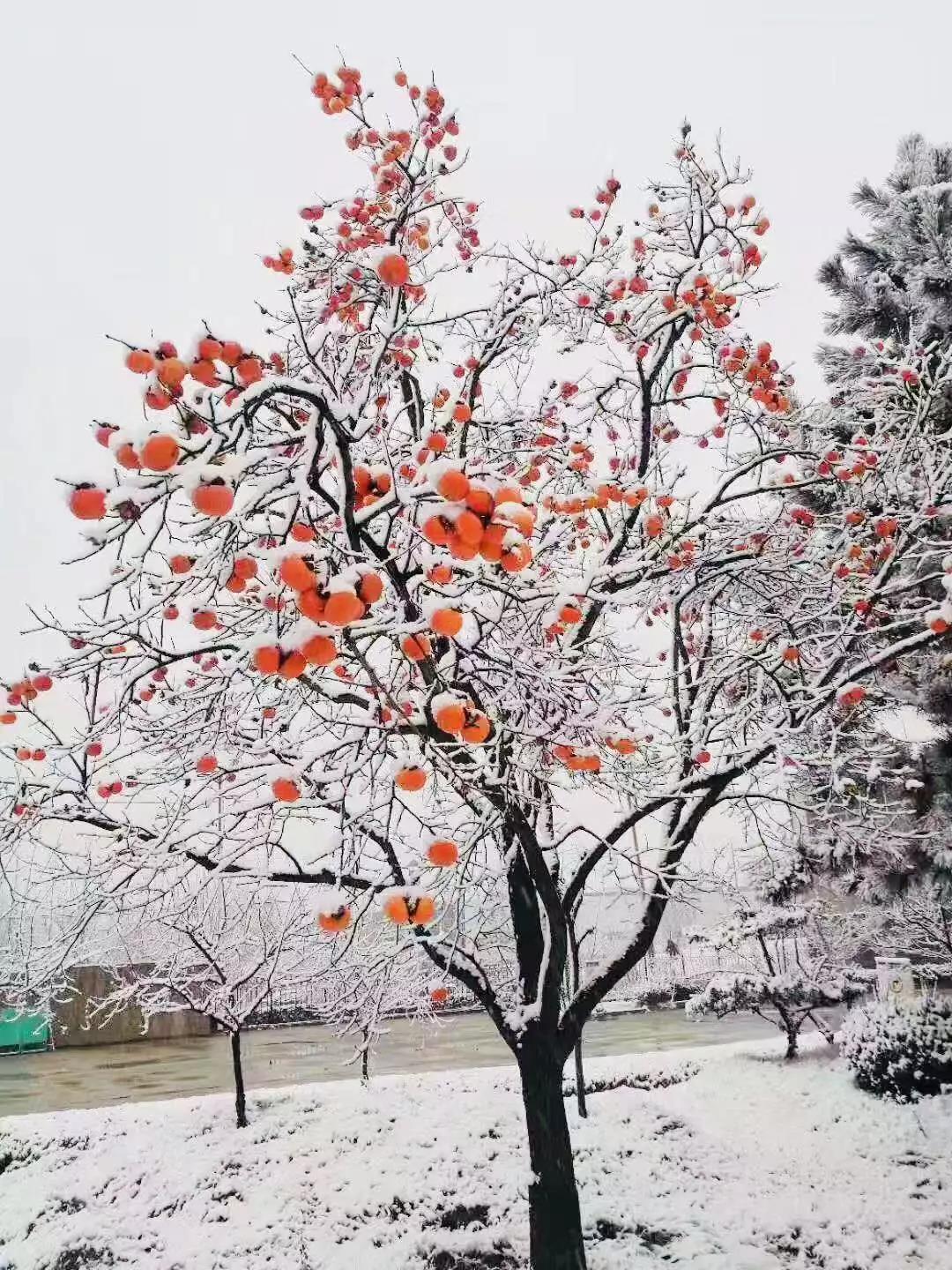 有一種堅守，叫風(fēng)雪無阻